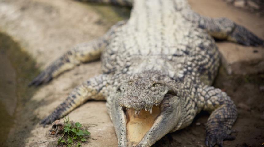 Timsah saldırısında bir Alman öldü  