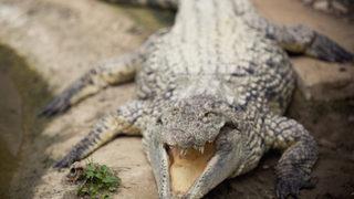 Meksika'da timsah saldırısı! 12 metrelik timsahın dişleri arasında kaldı: Öleceğimi düşündüm