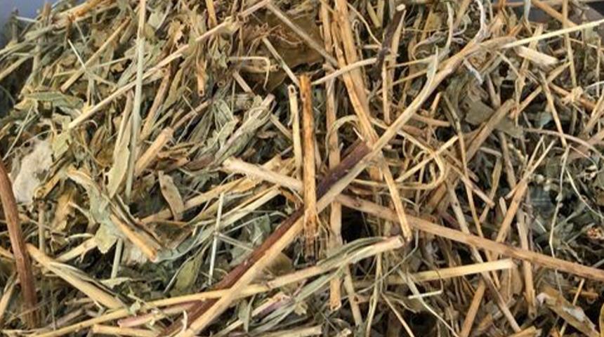 Sinirli otun faydaları koronavirüsün hasarlarını yok ediyor! 