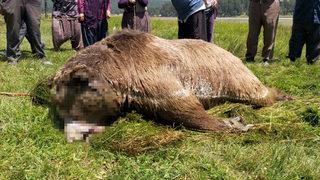 Bunun adı vahşet! Silahla vurulan ayı gölde boğuldu