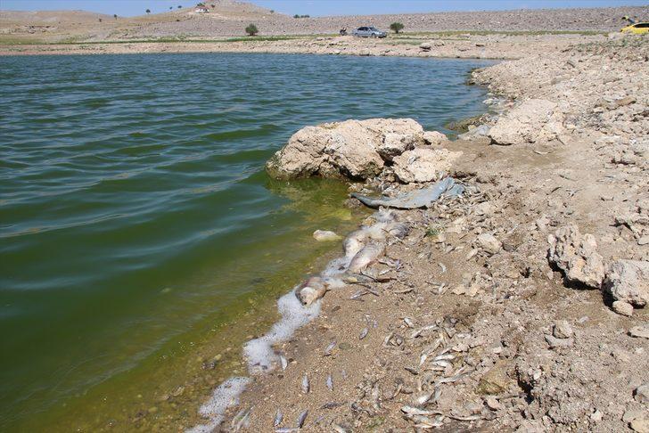Konya'da kuraklık May Barajı'nda balık ölümlerine neden oldu G2