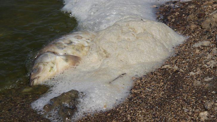 Konya'da kuraklık May Barajı'nda balık ölümlerine neden oldu G1