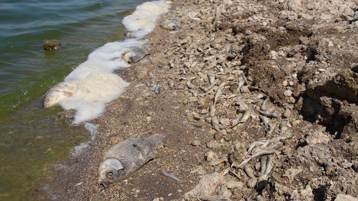 Konya'da kuraklık May Barajı'nda balık ölümlerine neden oldu G3