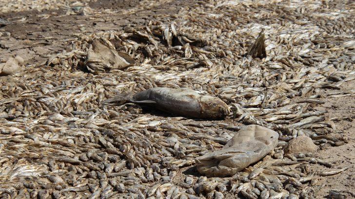 Konya'da kuraklık May Barajı'nda balık ölümlerine neden oldu G4