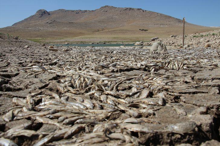 Konya'da kuraklık May Barajı'nda balık ölümlerine neden oldu G5