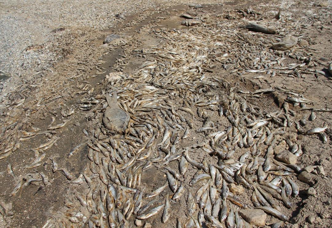 Konya'da kuraklık May Barajı'nda balık &ouml;l&uuml;mlerine neden oldu