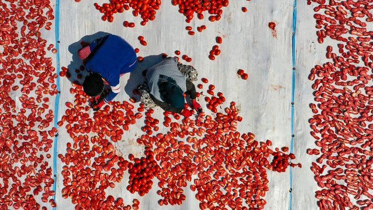 Karacadağ'da üretilen domates kurutulduktan sonra dünya sofralarına lezzet katacak G1
