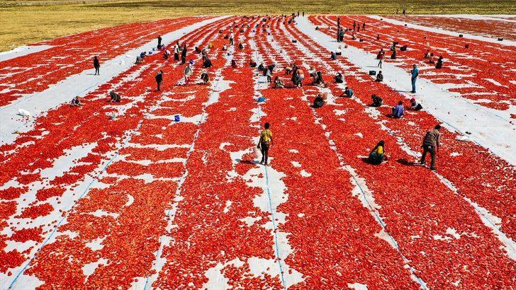 Karacadağ'da üretilen domates kurutulduktan sonra dünya sofralarına lezzet katacak G2