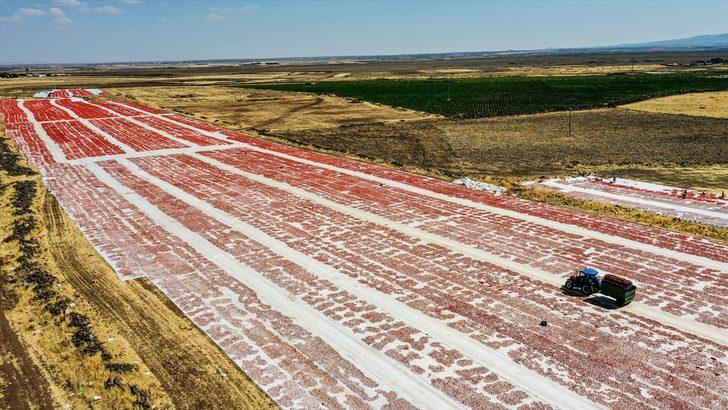 Karacadağ'da üretilen domates kurutulduktan sonra dünya sofralarına lezzet katacak G3