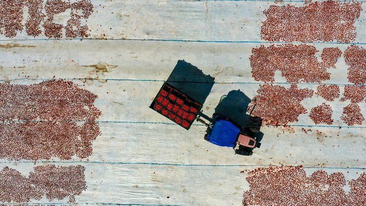 Karacadağ'da üretilen domates kurutulduktan sonra dünya sofralarına lezzet katacak G4