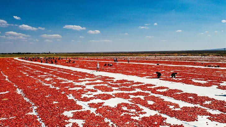 Karacadağ'da üretilen domates kurutulduktan sonra dünya sofralarına lezzet katacak G5
