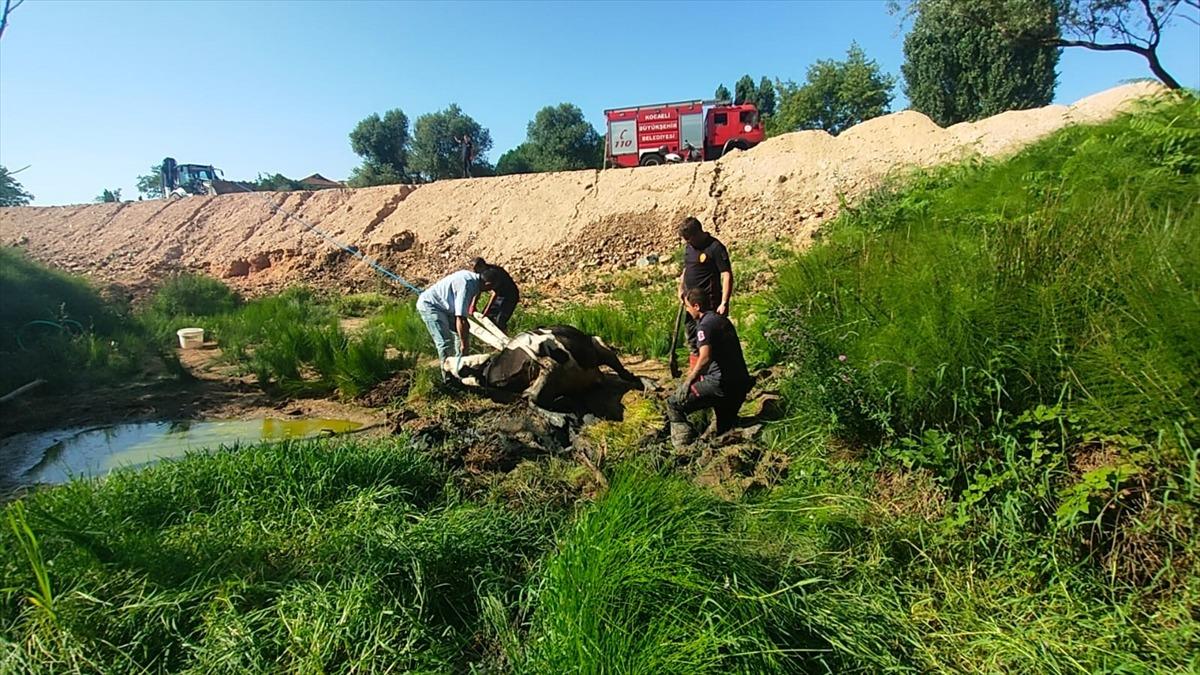 Kocaeli'de bataklığa saplanan inek itfaiye ekiplerinin yardımıyla kurtarıldı