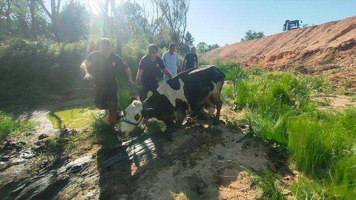Kocaeli'de bataklığa saplanan inek itfaiye ekiplerinin yardımıyla kurtarıldı G2