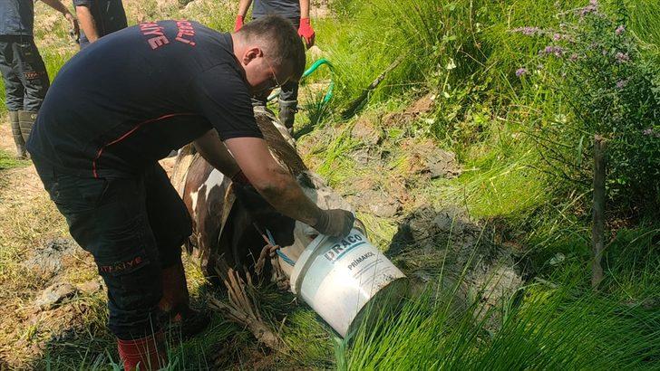 Kocaeli'de bataklığa saplanan inek itfaiye ekiplerinin yardımıyla kurtarıldı G3