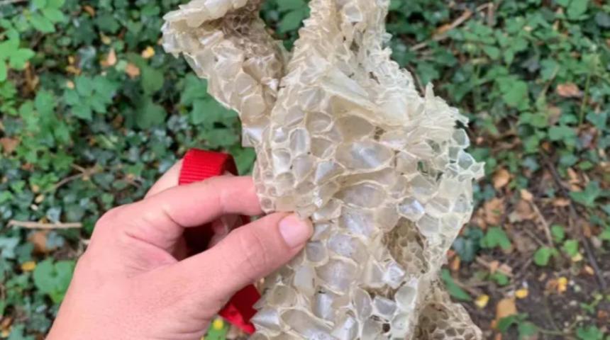 İngiltere'de köy halkı diken üstünde! 6 metrelik yılanı ararken buldukları şey paniğe sürükledi