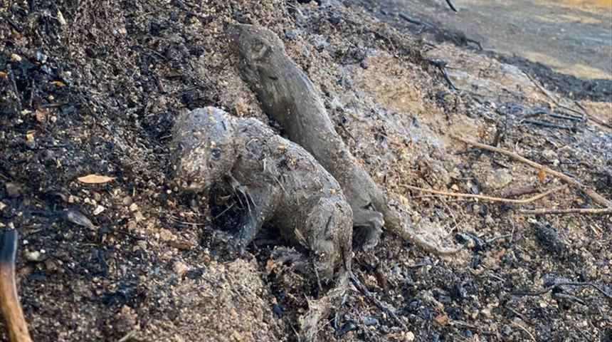 Adana'daki orman yangınında 2 sansar yavrusunu orman iş&ccedil;ileri kurtardı