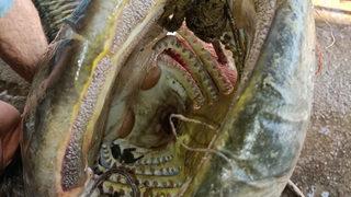 Manisalı balıkçının oltasına yayın balığı takıldı! Tam 70 kilo