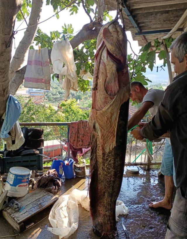 Manisalı balıkçının oltasına yayın balığı takıldı! Tam 70 kilo İlginç