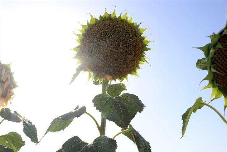 Edirne'de sıcaklar nehirlerin su seviyesini düşürürken tarımsal üretimi de olumsuz etkiliyor G1