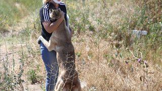 Eskişehir'de sokak hayvanlarını beslediği sırada darbedildiğini öne süren kadın, hayvanları yalnız bırakmıyor