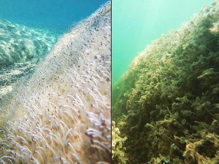 Marmara ve Ege'de müsilaj var mı? Son araştırmalar tedirgin etti G1