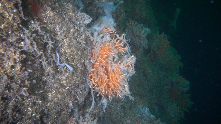 Marmara ve Ege'de müsilaj var mı? Son araştırmalar tedirgin etti G2