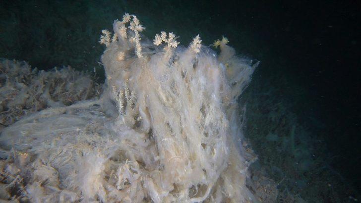 Marmara ve Ege'de müsilaj var mı? Son araştırmalar tedirgin etti G3