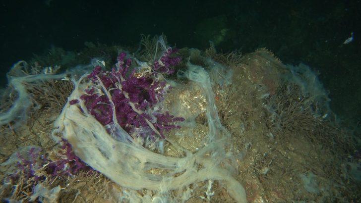 Marmara ve Ege'de müsilaj var mı? Son araştırmalar tedirgin etti G4