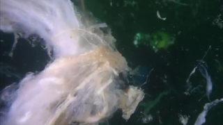 Marmara ve Ege'de müsilaj var mı? Son araştırmalar tedirgin etti