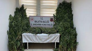 Malatya'da ayçiçeği tarlasına Hint keneviri eken şüpheli gözaltına alındı