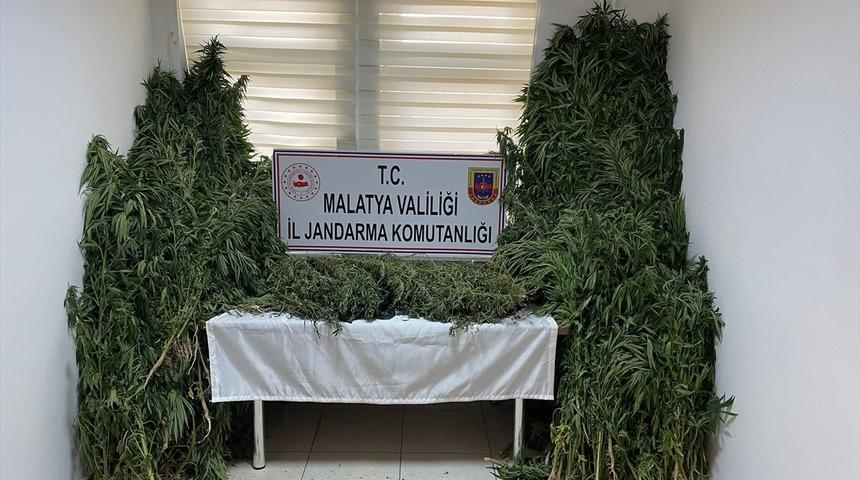 Malatya'da ay&ccedil;i&ccedil;eği tarlasına Hint keneviri eken ş&uuml;pheli g&ouml;zaltına alındı