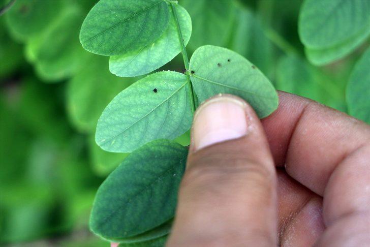 Edirne'de popülasyonu artan "dantel böceği"ne karşı ilaçlama çalışması başlatıldı G1