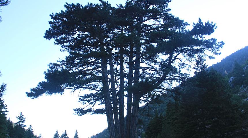 5 gövdeli ağaç şaşırtıyor! Gören fotoğrafını çekmeden gitmiyor