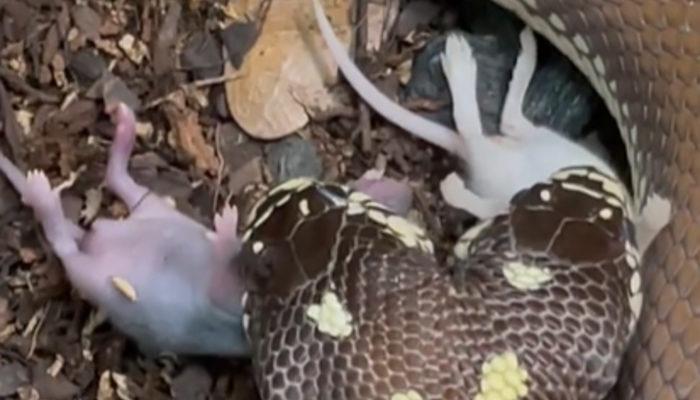 İnanılmaz! İki başlı yılanın şaşkına çeviren av anı viral oldu