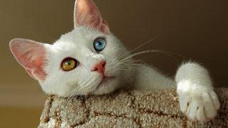 Kangal ve Van kedisine şartlı yurt dışı izni geldi