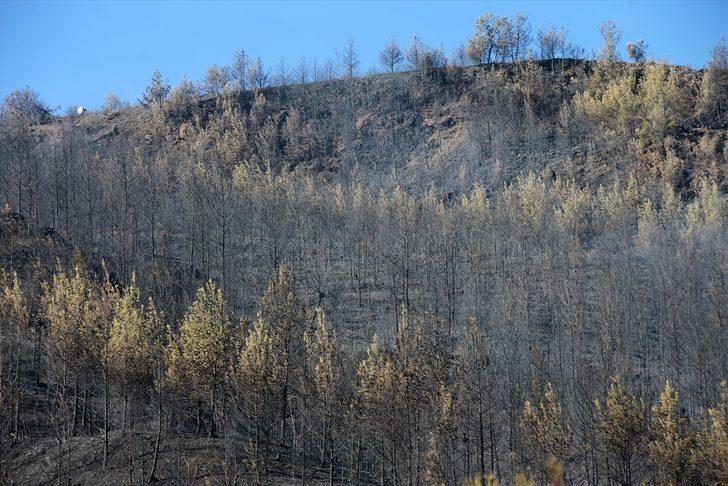 GÜNCELLEME - Adana'daki orman yangınına havadan ve karadan müdahale yeniden başladı G4
