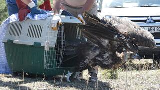 Sayıları 400! En çok Bolu ve Eskişehir'de görülen akbabalar, zehirlenme tehdidiyle karşı karşıya