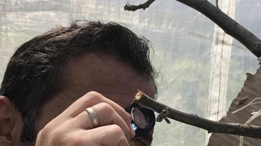 Dünyada ilk! Romanya’daki ceviz zararlısını Türk bilim insanları tespit etti