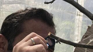 Dünyada ilk! Romanya’daki ceviz zararlısını Türk bilim insanları tespit etti