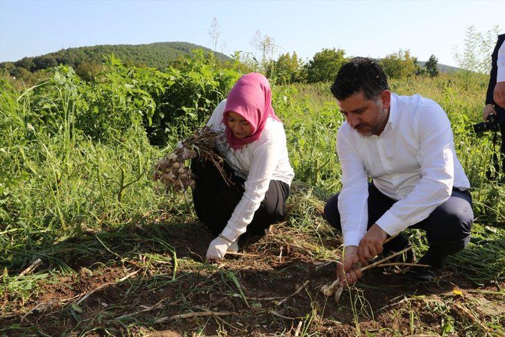 AK Partili Çiğdem Erdoğan Atabek şalvar giyerek sarımsak hasadına katıldı G3