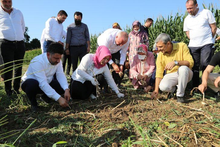 AK Partili Çiğdem Erdoğan Atabek şalvar giyerek sarımsak hasadına katıldı G4