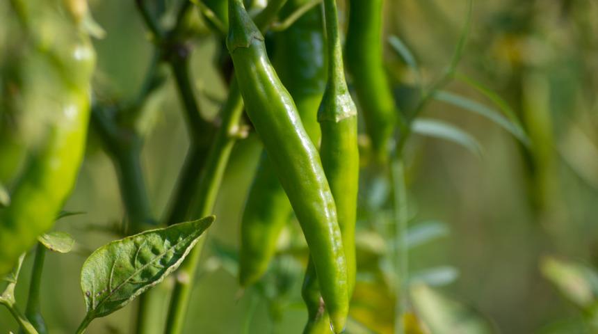 Stresi kökünden kazıyan yiyecekler! Maydanoz ve yeşil biber mucizesi