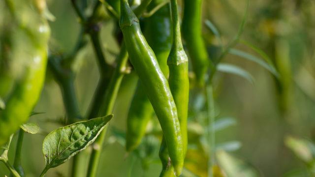 Stresi kökünden kazıyan yiyecekler! Maydanoz ve yeşil biber mucizesi