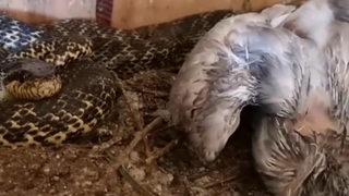 Güvercinlerin kafesine girdiğinde hayatının şokunu yaşadı! Yılan boğduğu sırada...