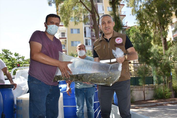 Manisa'da 694 bin pullu sazan yavrusu göl ve göletlere bırakıldı G1