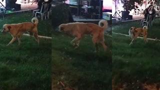 Düğün müziğini duydu, oynamaya başladı! Gören telefona sarıldı