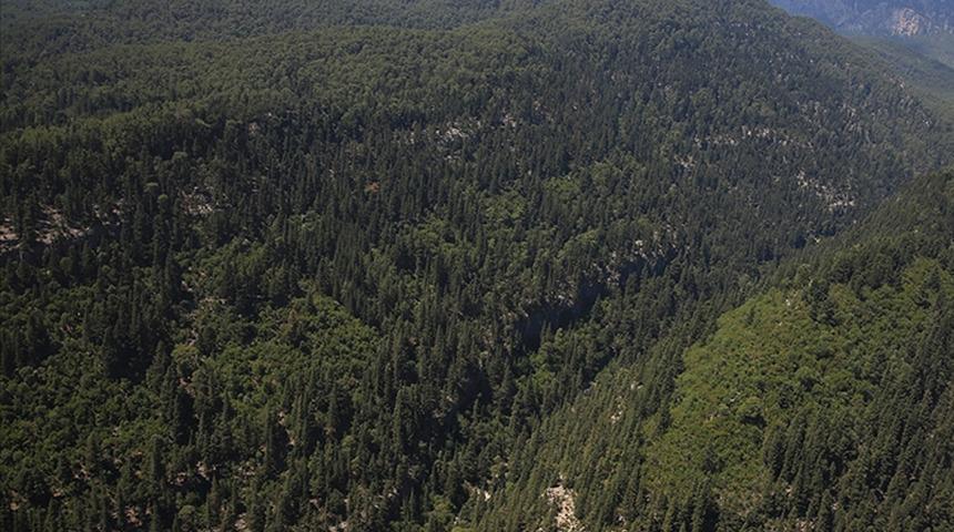 Yangınlar sonrası flaş kararlar peş peşe geliyor! &Ccedil;ok sayıda ilde ormanlara giriş yasaklandı