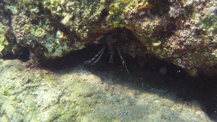 Tatilcilere zehirli aslan balığı uyarısı: Akdeniz'den sonra Ege kıyılarında!  G4