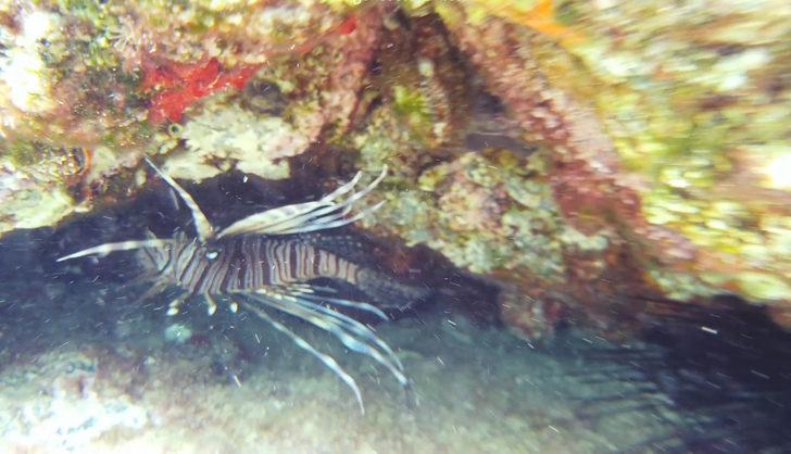 Tatilcilere zehirli aslan balığı uyarısı: Akdeniz'den sonra Ege kıyılarında!  G5