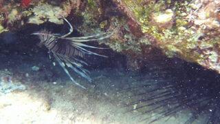 Tatilcilere zehirli aslan balığı uyarısı: Akdeniz'den sonra Ege kıyılarında! 